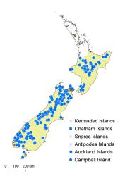 Huperzia australiana distribution map based on databased records at AK, CHR & WELT.
 Image: K.Boardman © Landcare Research 2019 CC BY 4.0